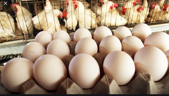 Inquiry Reveals Why Chicken Egg Prices Went Up In Pakistan Islamabad Inquiry Reveals Why Chicken Egg Prices Went Up In Pakistan Islamabad
