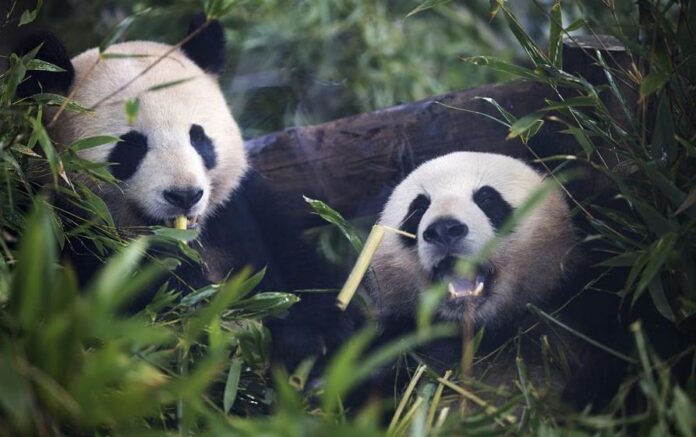Germany-born panda twins bid farewell to Zoo Berlin