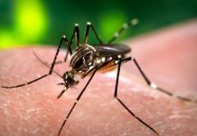 Dengue spread declines to a single digit, 8 new cases reported Anti-dengue surveillance geared up