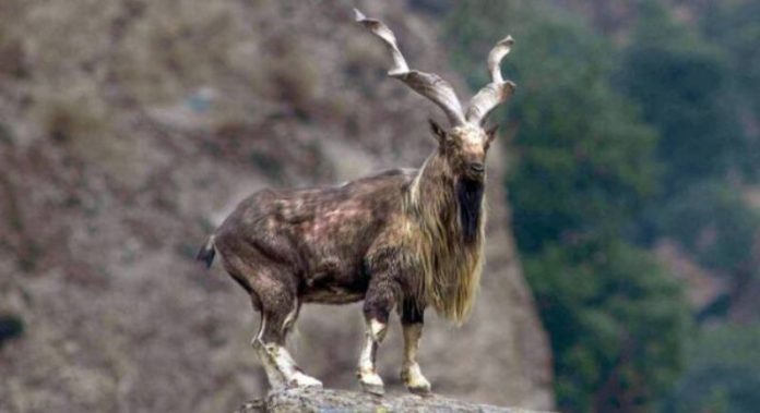 Pakistan calls for joint efforts for conservation of Markhors