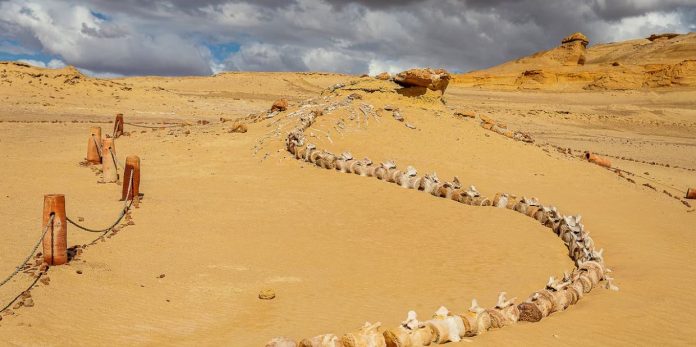 Egypt’s Valley of the Whales