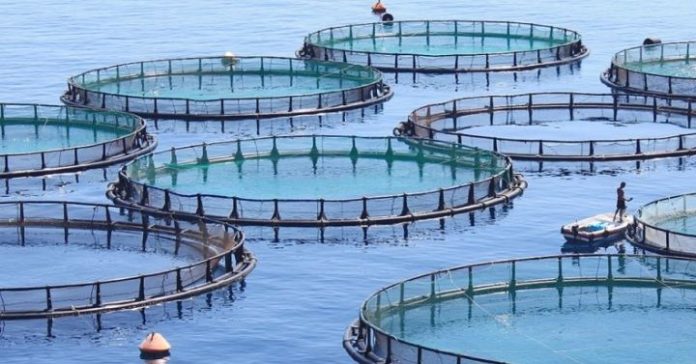 orocco Develops 200 Aquaculture Farms in 2024