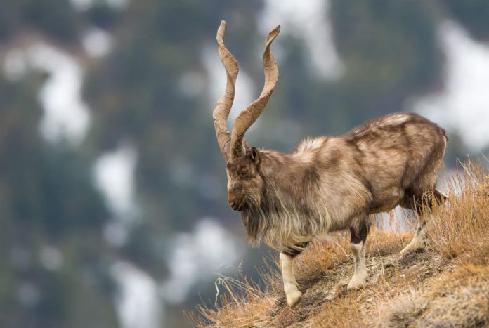 WWF-Pakistan appreciates community-led Markhor conservation efforts