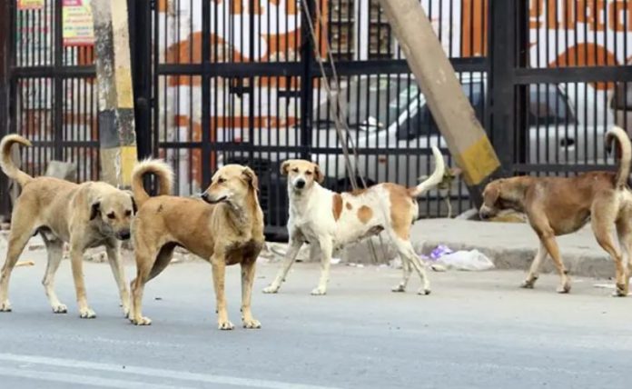 CDA urged to expand stray dog control operations in Islamabad