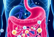 Scientists uncover hydrogen’s hidden health role in human gut Scientists uncover hydrogen's hidden health role in human gut