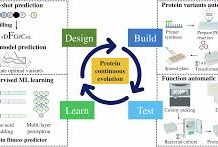 Chinese scientists uncover key mechanism of life evolution using AI protein language model