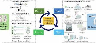 Chinese scientists uncover key mechanism of life evolution using AI protein language model
