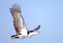 Whispers of winter: Houbara Bustards return to Pakistan’s welcoming skies Whispers of winter: Houbara Bustards return to Pakistan’s welcoming skies