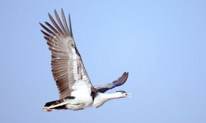 1 Whispers of winter: Houbara Bustards return to Pakistan’s welcoming skies