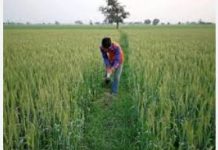 Smart farmer gathering held in Gujrat Smart farmer gathering held in Gujrat