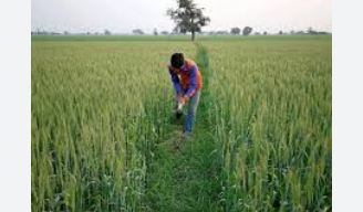 11 Smart farmer gathering held in Gujrat