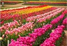 Blooming riches: Pakistan’s road to prosperity runs through floriculture farms Blooming riches: Pakistan’s road to prosperity runs through floriculture farms