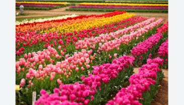 11 Blooming riches: Pakistan’s road to prosperity runs through floriculture farms