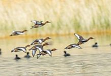 Migratory birds grace Pakistan’s wetlands Migratory birds grace Pakistan’s wetlands