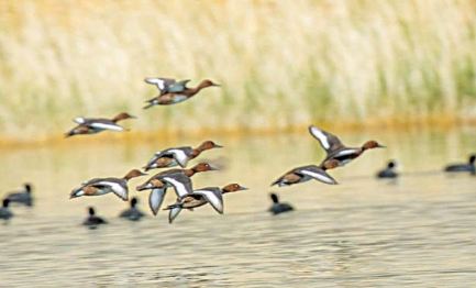 5 Migratory birds grace Pakistan’s wetlands
