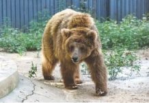 Rano bear, other animals health condition reviewed at Karachi Zoo Rano bear, other animals health condition reviewed at Karachi Zoo