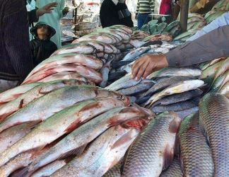 5 Fish demand rises in Multan as Winter sets in