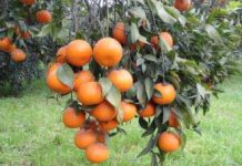 Punjab starts work on seedless, pigmented kinnow varieties