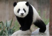 Japan’s only two pandas to be sent back to China Japan's only two pandas to be sent back to China