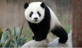 7 Japan's only two pandas to be sent back to China