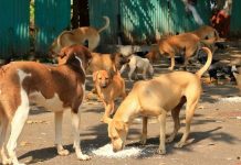 Strict instructions issued to tackle stray dogs, rabies prevention Strict instructions issued to tackle stray dogs, rabies prevention