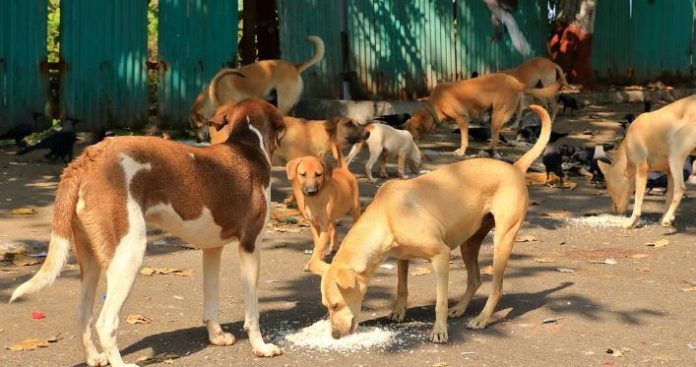 0 Strict instructions issued to tackle stray dogs, rabies prevention