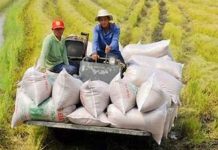 Vietnam to export 7.73 mln tons of rice in 2026 Vietnam to export 7.73 mln tons of rice in 2026