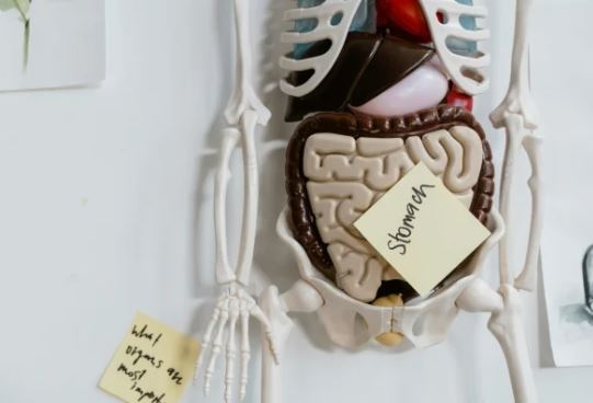 00 Does gut health shape how we age?