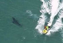 Shark mauls surfer in Sydney, third attack in two days Shark mauls surfer in Sydney, third attack in two days