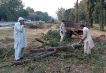 No tolerance for any illegal tree cutting in Islamabad No tolerance for any illegal tree cutting in Islamabad
