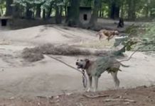 Attock police bust dog fighting ring, arrest twenty gamblers Attock police bust dog fighting ring, arrest twenty gamblers