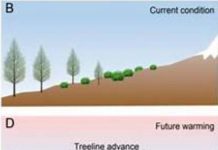 Scientists uncover response mechanisms of alpine plants phenology to climate change Scientists uncover response mechanisms of alpine plants phenology to climate change