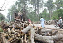 Islamabad’s paper mulberry trees cut on PMO orders, CDA tells IHC