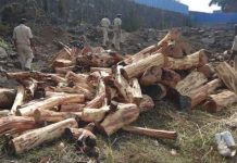 Timber mafia crackdown intensifies in attock district Timber mafia crackdown intensifies in attock district