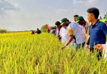1,000 Pakistani agricultural professionals trained in China 1,000 Pakistani agricultural professionals trained in ChinaÂ