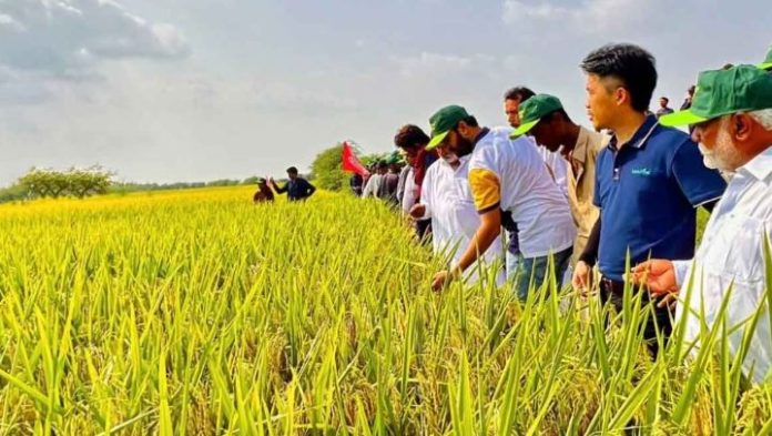 19 1,000 Pakistani agricultural professionals trained in China
