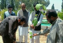 Experts: Planting trees fights pollution, ensures green future Experts: Planting trees fights pollution, ensures green future