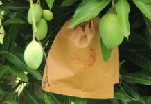 Free mango protection bags to boost exports Free mango protection bags to boost exports