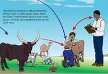 PHC issues advisory to prevent CCHF ahead of Eid ul Adha PHC issues advisory to prevent CCHF ahead of Eid ul Adha