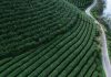 On the hunt for China’s most famous green tea On the hunt for China's most famous green tea
