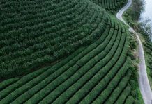 On the hunt for China’s most famous green tea On the hunt for China's most famous green tea