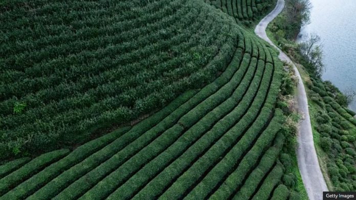 113 On the hunt for China's most famous green tea