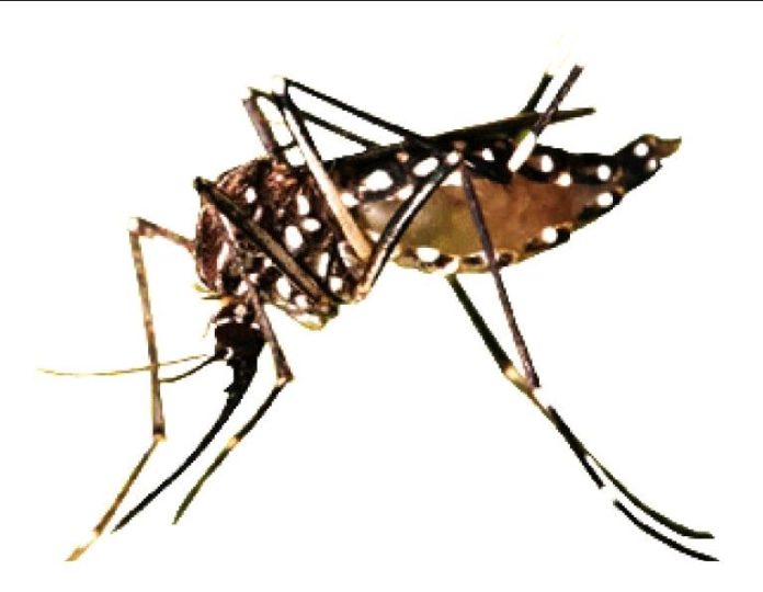 16 24 people detained, 5 premises sealed as ICT admin steps up dengue enforcement drive