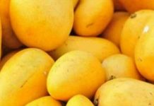 Pakistan’s Mango export target slashed by 30,000 tons in wake of Middle East crisis Pakistan’s Mango export target slashed by 30,000 tons in wake of Middle East crisis