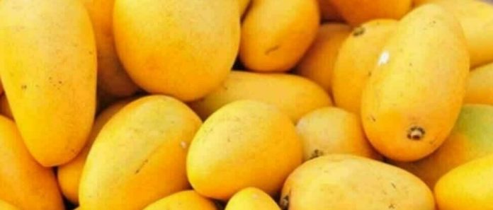 53 Pakistan’s Mango export target slashed by 30,000 tons in wake of Middle East crisis