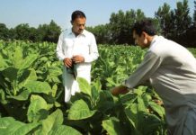 Unrest amongst tobacco growers, government need to play a role Unrest amongst tobacco growers, government need to play a roleÂ