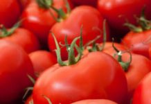 Pakistan developing high-yielding, heat-tolerant tomato varieties Pakistan developing high-yielding, heat-tolerant tomato varieties