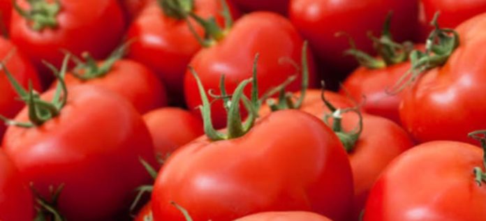 121 Pakistan developing high-yielding, heat-tolerant tomato varieties