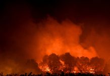 Death toll from Algeria wildfires rises to 12