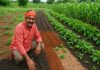 Crop management from August to November under changing climatic conditions: strategies for sustainable agricultural production in Pakistan Crop management from August to November under changing climatic conditions: strategies for sustainable agricultural production in Pakistan